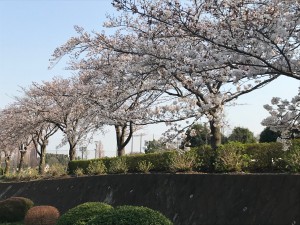 運動公園　桜